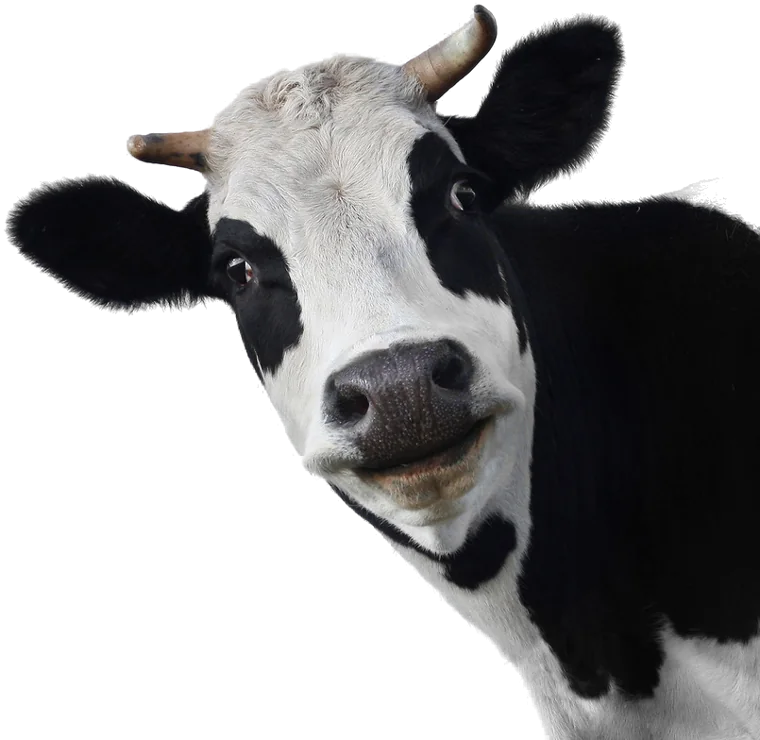 A curious Holstein cow peeking in